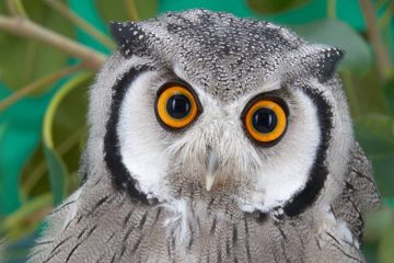 Reino das aves Corujas