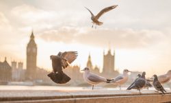 Reino das aves pombos