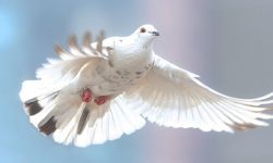 Pombos - O que é, Tipos Diferentes, como Vive e Riscos à Saúde Reino das aves pombos