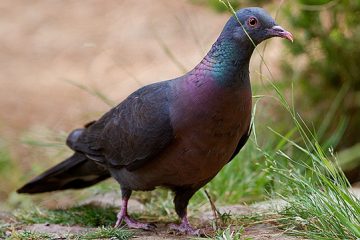 Reino das aves, pombos rebiche, columba junoniae