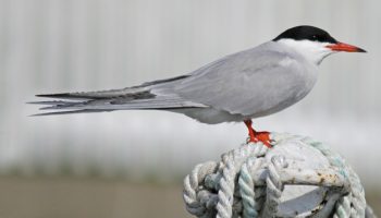 Sterna hirundo, Charrán Comum