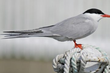 Sterna hirundo, Charrán Comum