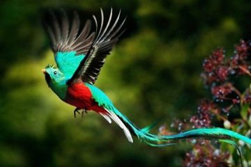 Resplendent Quetzal