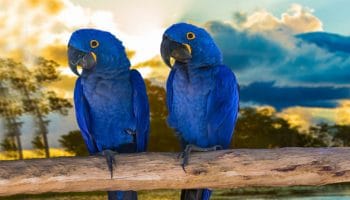 Aves exóticas, reino das aves, aves do pantanal