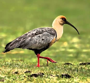 Aves exóticas, reino das aves, aves do pantanal
