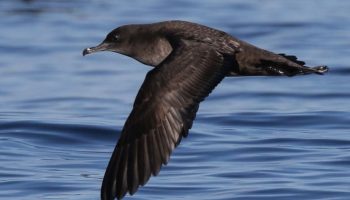 Cagarras, Aves Marinhas no Mar Cagarras Aves