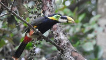 Conheça o Bela Saripoca de Gould | Caracteristicas do Tucano Selenidera Gouldii Saripoca de Gould, Selenidera Gouldii