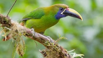 Tucano Esmeralda, aulacorhynchus prasinus 1