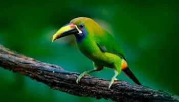 Pequeno Tucano Verde | Caracteristicas do Aulacorhynchus Sulcatus Tucano verde, aulacorhynchus sulcatus