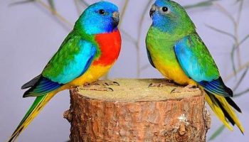 periquito esplendido, Neophema splendida, reino das aves