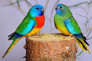 periquito esplendido, Neophema splendida, reino das aves