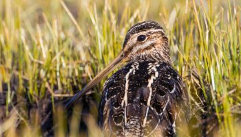 Agachona da América do Norte (Gallinago delicata) Agachona Norteamericana