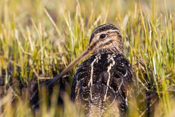 Agachona Norteamericana