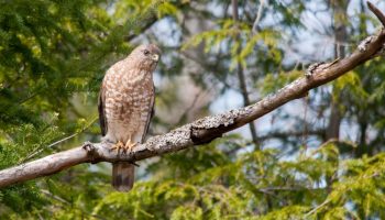 Aguililla Alas Anchas