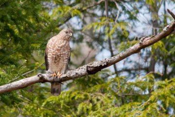 Aguililla Alas Anchas