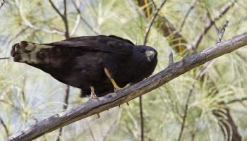 Aguililla Cola Corta