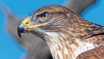 O que são aves de rapina animal ou aves de presa? Aguililla Real