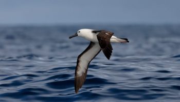Thalassarche Chlororhynchos ou Albatroz de Pico Fino Albatros De Pico Fino