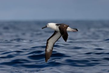 Albatros De Pico Fino
