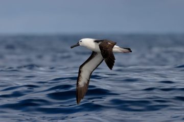 Albatros De Pico Fino