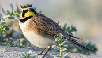Alondra Cornuda Comportamento e Características Alondra Cornuda