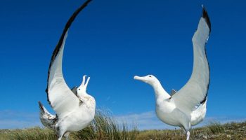 Características do Albatroz Errante (Diomedea exulans) Os maiores aves do mundo, Albatroz viajante (Diomedea exulans)
