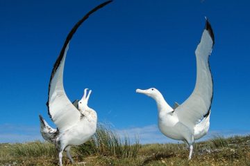 Os maiores aves do mundo, Albatroz viajante (Diomedea exulans)