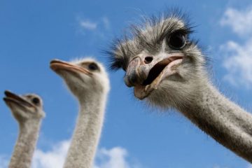 Os maiores aves do mundo, Avestruz (Struthio camelus)