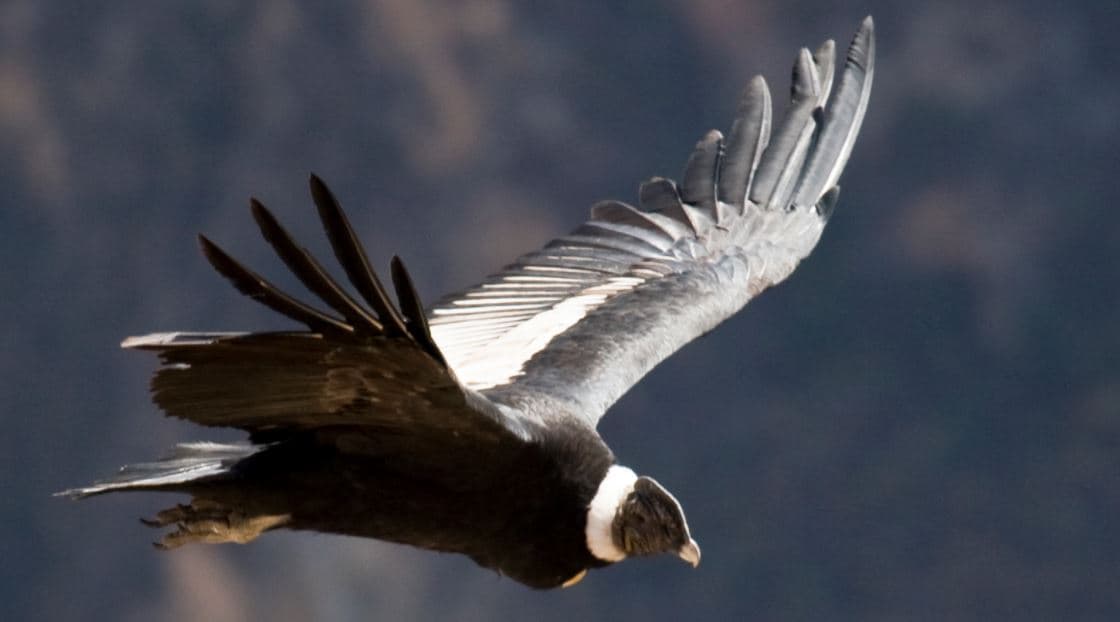Os maiores aves do mundo, Condor Andino (Vultur gryphus)