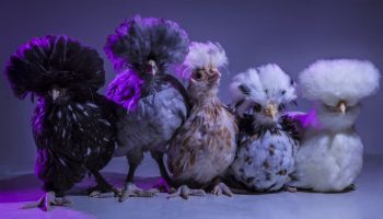 Com Certeza Você não Conhecia estas Galinhas | Tipos e Raças Tipos e Raças de Galinhas