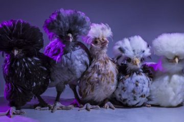 Tipos e Raças de Galinhas