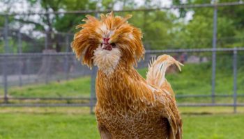 Uma Galinha muito Especial, Conoca a Padovana Tipos e Raças de Galinhas - Galinha Padovan