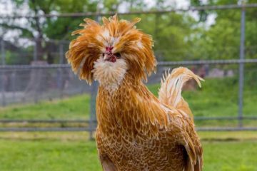 Tipos e Raças de Galinhas - Galinha Padovan