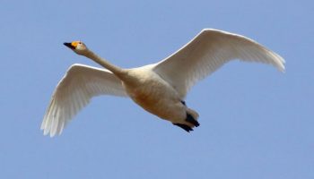 🦢 Características do Cisne Cancioneiro (Cygnus cygnus) Cisne Cancioneiro (Cygnus cygnus)