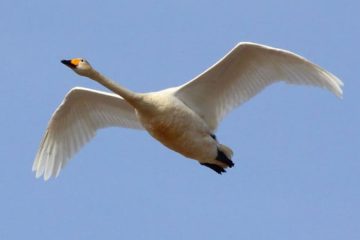 Cisne Cancioneiro (Cygnus cygnus)