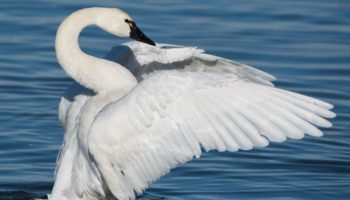 Cisne Menor ou Cygnus Columbianus