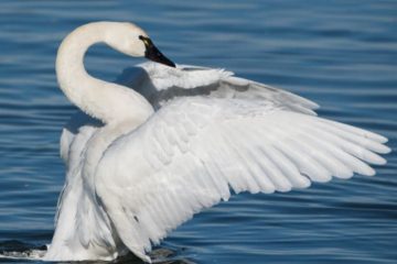 Cisne Menor ou Cygnus Columbianus