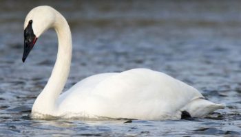 Saiba tudo sobre o Cisne Trompetista (Cygnus Buccinator) Cisne Trompetista (Cygnus Buccinator)