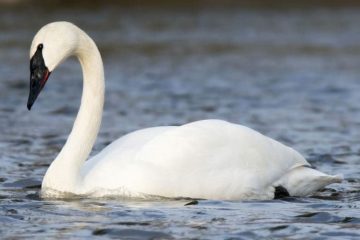 Cisne Trompetista (Cygnus Buccinator)