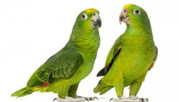 Quais são as Características dos Papagaios do Mangue (Amazona amazonica)? Reino das aves Papagaio, Papagaios do Mangue, Amazona amazonica