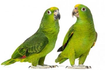 Reino das aves Papagaio, Papagaios do Mangue, Amazona amazonica