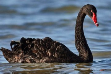 caracteristicas do Cisnes negros (Cygnus atratus)