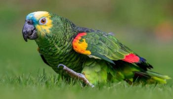 Características da Amazona Aestiva | O Papagaio verdadeiro o Papagaio Boiadeiro papagaio Amazona Aestiva, reino das aves