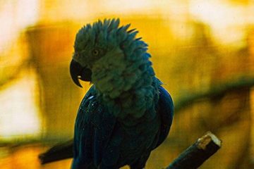 Arara de Spix, Ararinha-azul