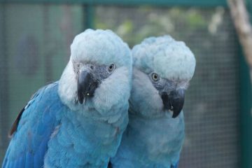 Arara de Spix, Ararinha-azul