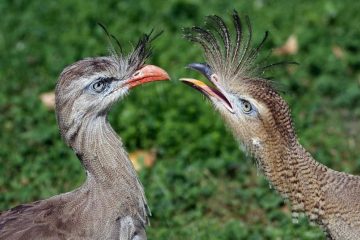 Cariama Cristata Propriedades e Características da Chuña de Pés Vermelhos
