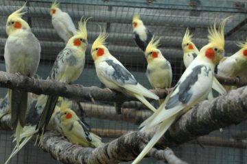 Catatua Ninfa (Nymphicus hollandicits)