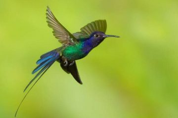 Colibri golondrina, Eupetomena macroura