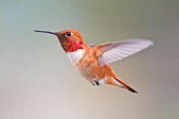 Colibrí rufo, Selasphorus Rufus
