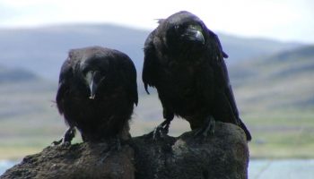 Por que é Ilegal ter Corvos como Animais de Estimação no Brasil Corvus corax varius
